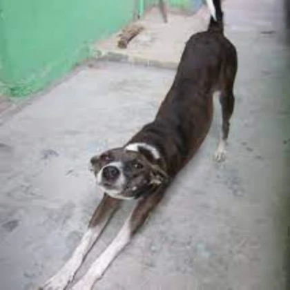 Dog house