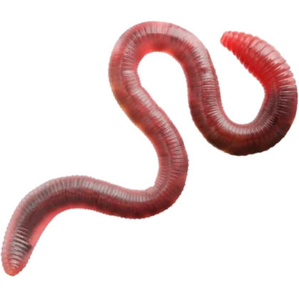 red worm