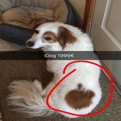 the dog is pooping