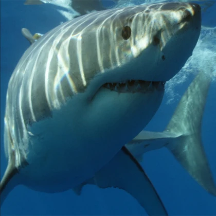 Giant Shark