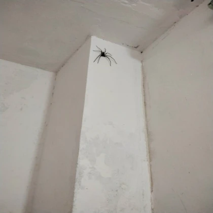 scary spider inside the house