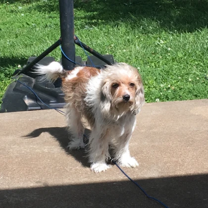 courtney with leash(updated)