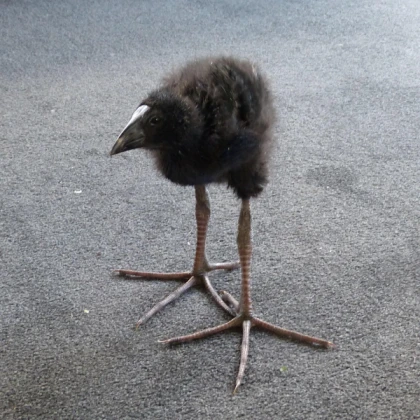 Pukeko Bird