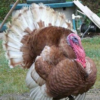 Biggest Turkey