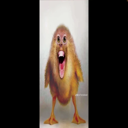 chicken Morph