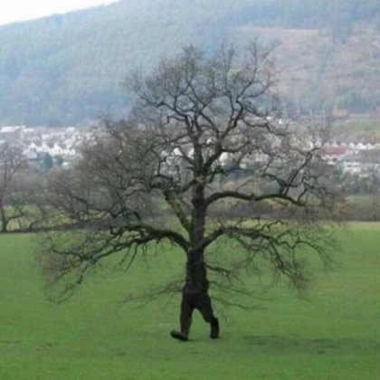 Spawnable Tree