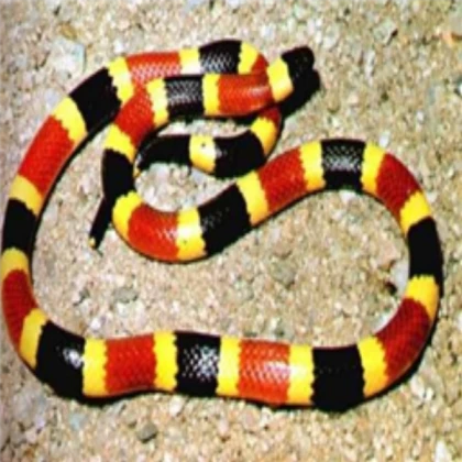 Snake