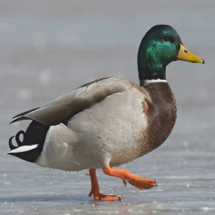 pato con frio