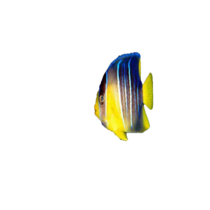 Black and blue yellow fish