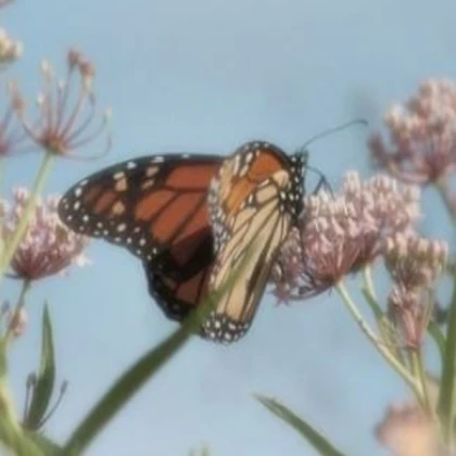 From the world of Dandy Vivid Monarch