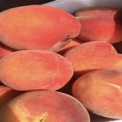 Peach