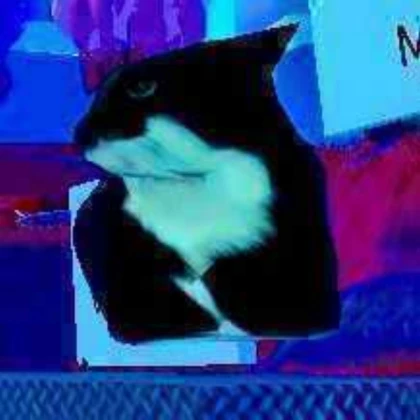 maxwell the cat