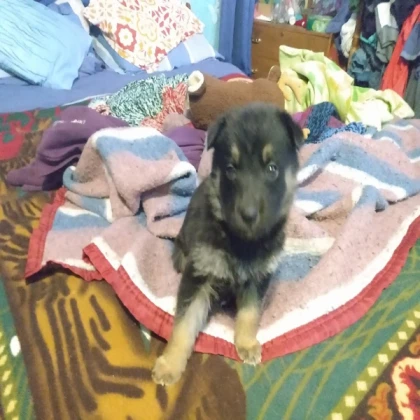 puppy