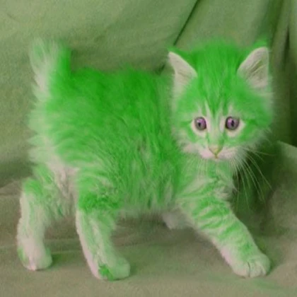 Bird Ragdoll (Lime green)