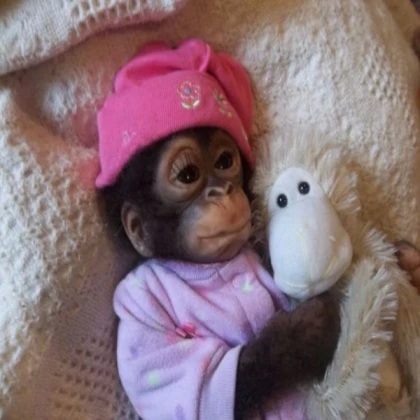monke