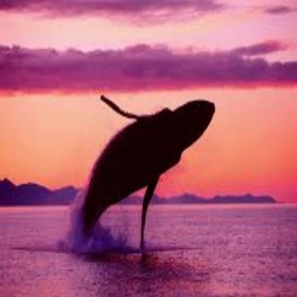 Pink Whale