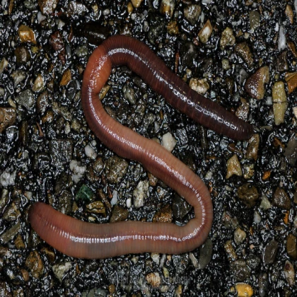 walking long worm
